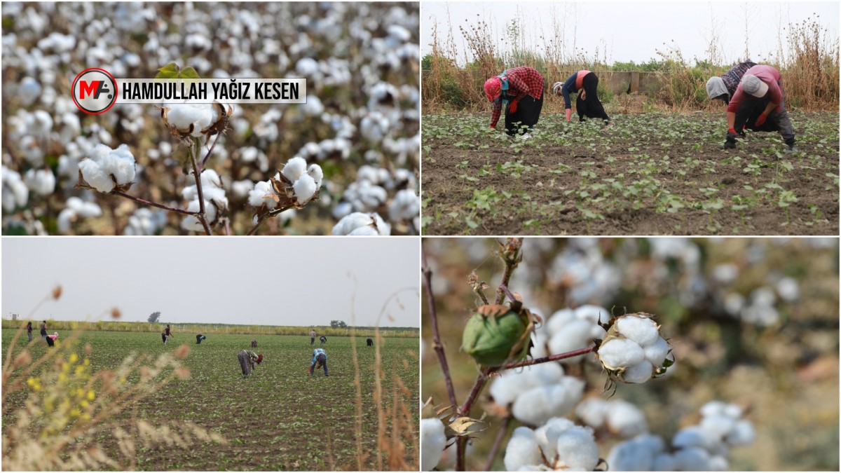 Çukurova’da tarım can çekişiyor: İklim krizi ve maliyetler üreticiyi üretimden kopardı