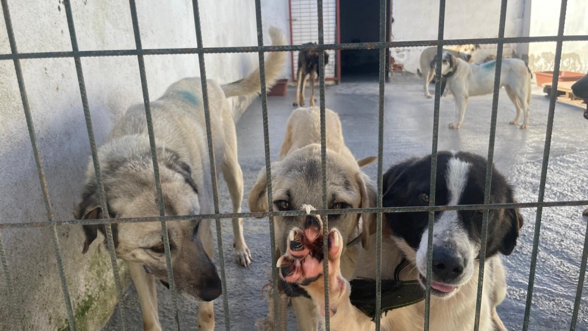 Gerenköy Hayvan Barınağı’nda şeffaflık talebi: Hayvanların akıbeti belirsiz