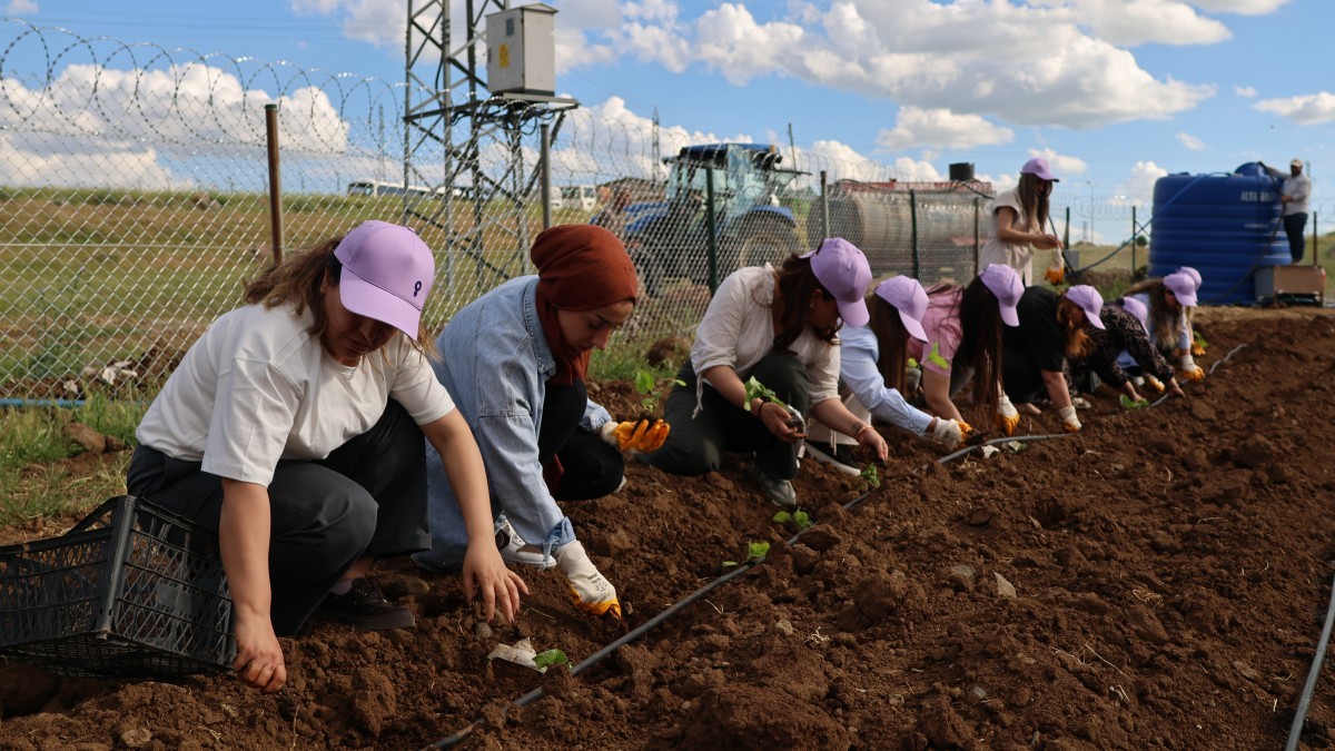 Cizre ve Dargeçit’te komünal yaşam adımları: Kadın bostanı ve tandır evleri