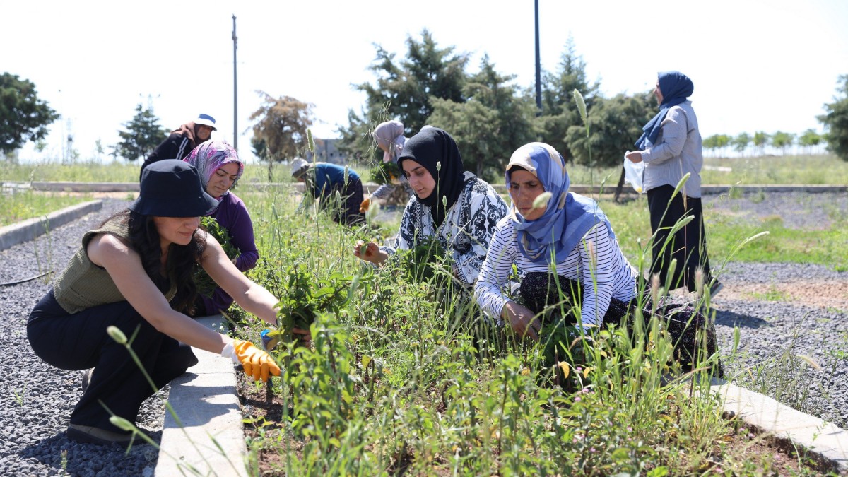 Diyarbakır’da Kadın Emeği: Tıbbi ve Aromatik Bitkilerin İlk Hasadı Yapıldı