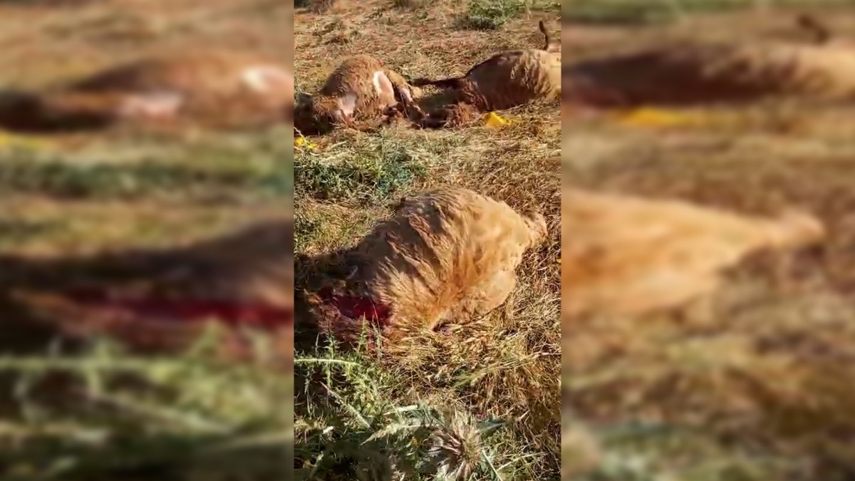 Bitlis Hizan’da Korucu Saldırısı: 100’den Fazla Hayvan Katledildi