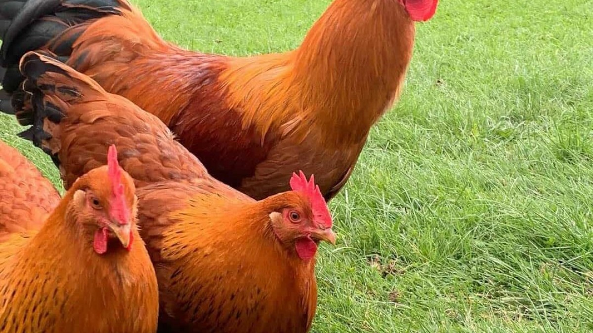 Yedi Dev Tavuk Firması Hakkındaki Kayyım Kararı Durduruldu