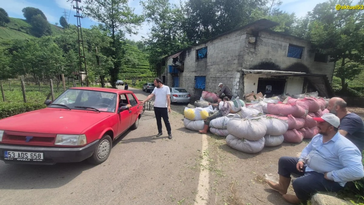 Rizeli çay üreticileri kota ve kontenjan kıskacında: Özel sektöre mahkum ediliyoruz