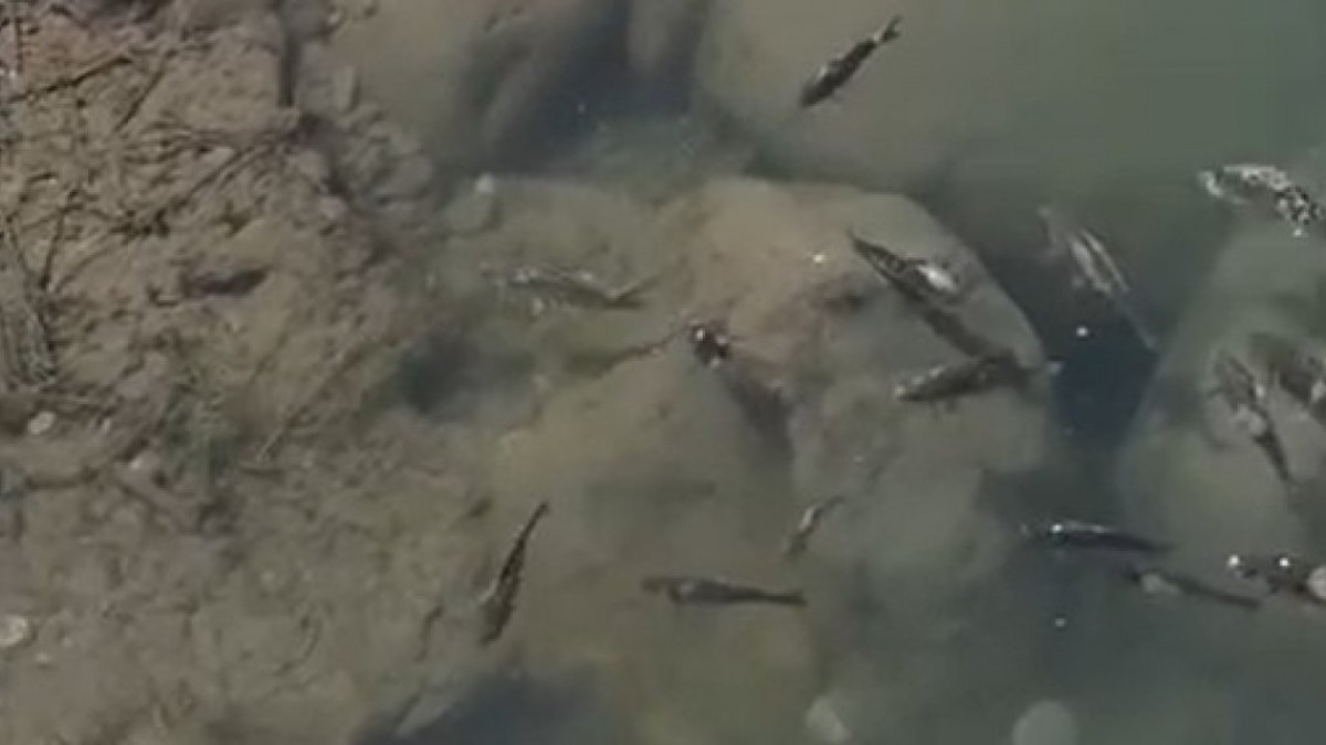 Dicle Nehri’nde ekolojik kriz: Toplu balık ölümleri yaşandı