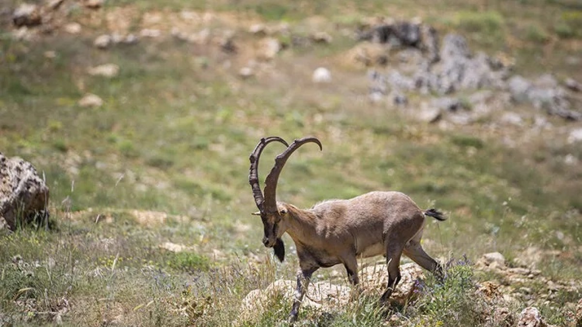 Şırnak’ta yaban keçisini yaralayan kişiye 1 milyon liralık rekor ceza
