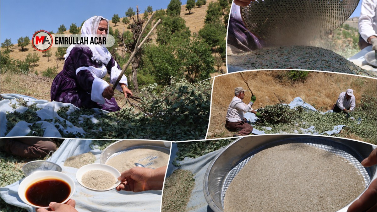 Şırnak’ta 41 Yıl Sonra Gelen Bereket: Meşe Ağaçlarında Gezu Bolluğu