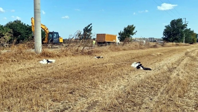 Tekirdağ’da göç yolundaki leylekler elektrik akımına kapılarak yaşamını yitirdi