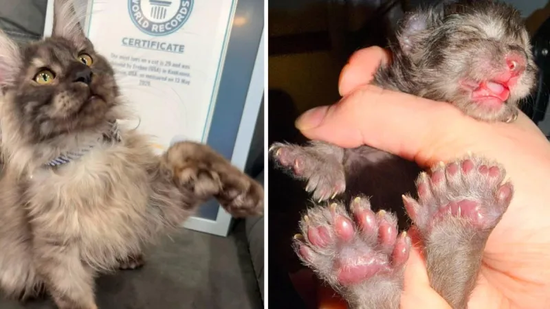 29 parmaklı kedi Guinness rekoru kırdı