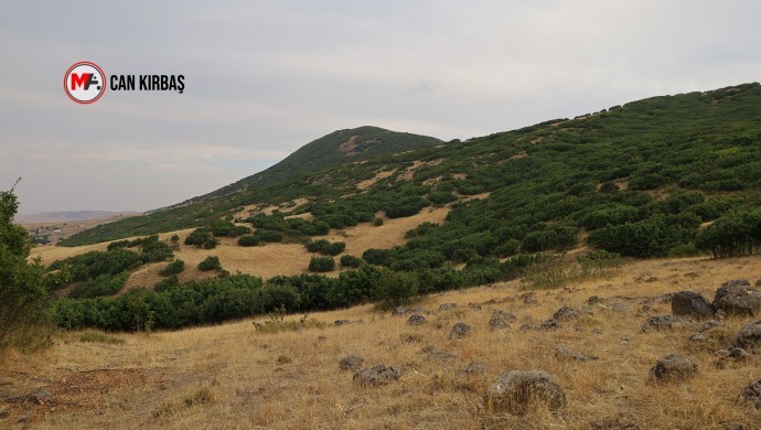 Muş Varto’da ‘Gençleştirme’ Adı Altında Orman Kıyımı Girişimi: Halk Direnişte