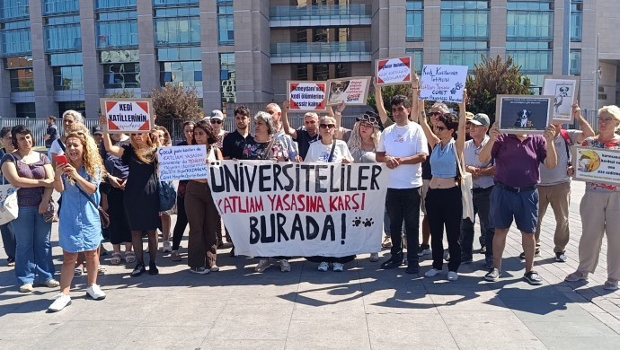 Okmeydanı’nda Katledilen Kediler İçin Adalet Talebi Yükseldi: Hayvan Hakları Savunucuları Hukuki Süreç Başlattı