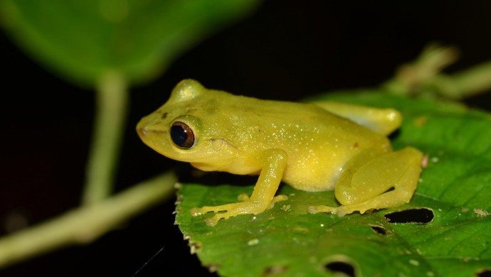 Yüz Yıldır Fark Edilmeyen Yeni Kurbağa Türü Keşfedildi: Pristimantis Milpe