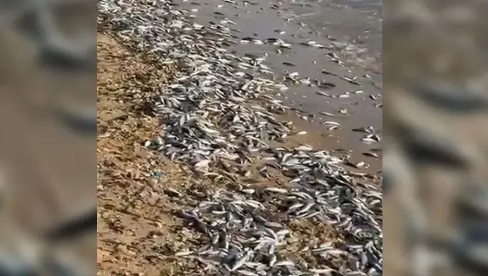 Muğla Milas’ta Kıyıya Vuran Binlerce Ölü Balık İçin Kapsamlı İnceleme Başlatıldı