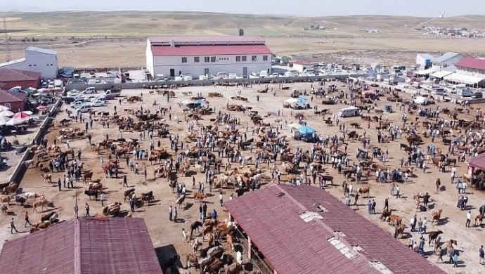 Ağrı’da Şap Hastalığına Karşı Mücadele: Bin 309 Hayvana Para Cezası, Hayvan Borsası Süresiz Kapalı