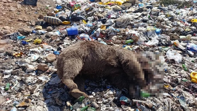 Bingöl’de 3 Bozayının Katledilmesi Tepkilere Yol Açtı, Valilik Soruşturma Başlattı
