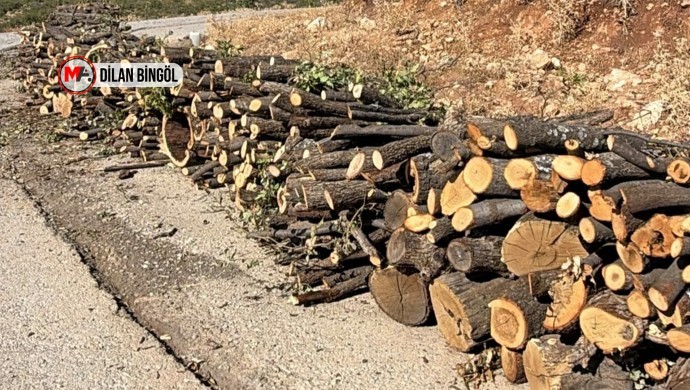 Şırnak’ta Ekolojik Yıkımın Boyutları Büyüyor: Haftalık Ağaç Kesimi Bin 950 Tona Ulaştı