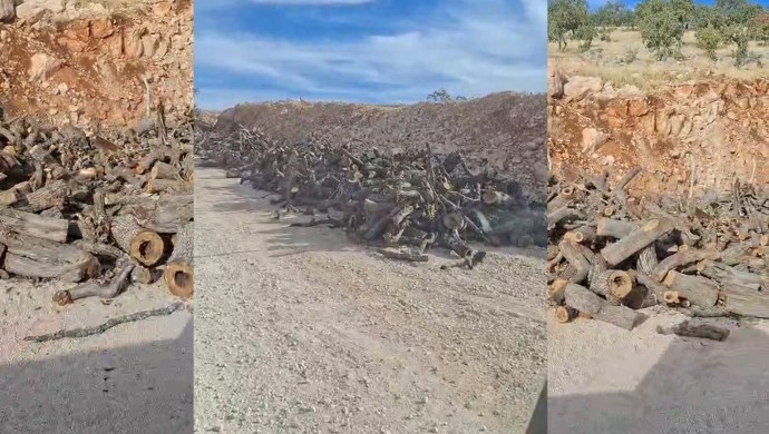 Şırnak Gabar Dağı’nda Ağaç Kesimi Sürüyor: Petrol Faaliyetleri ile İlişkilendiriliyor